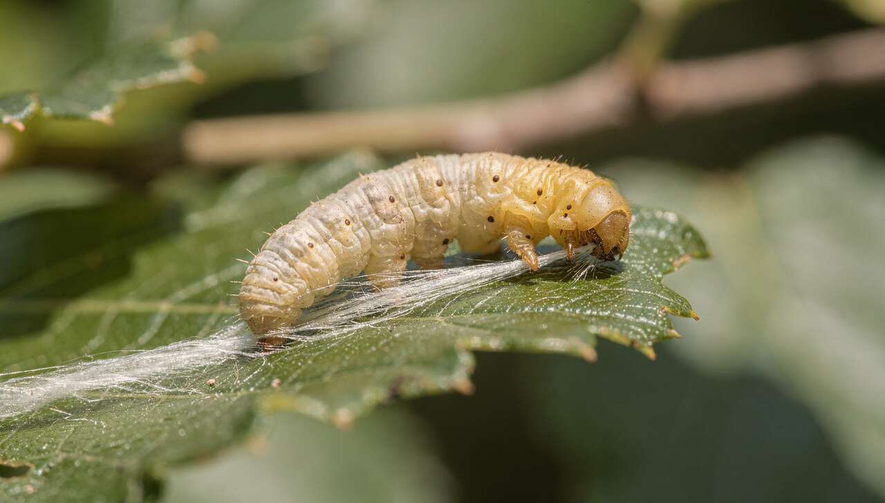 La production de la soie : du ver au textile
