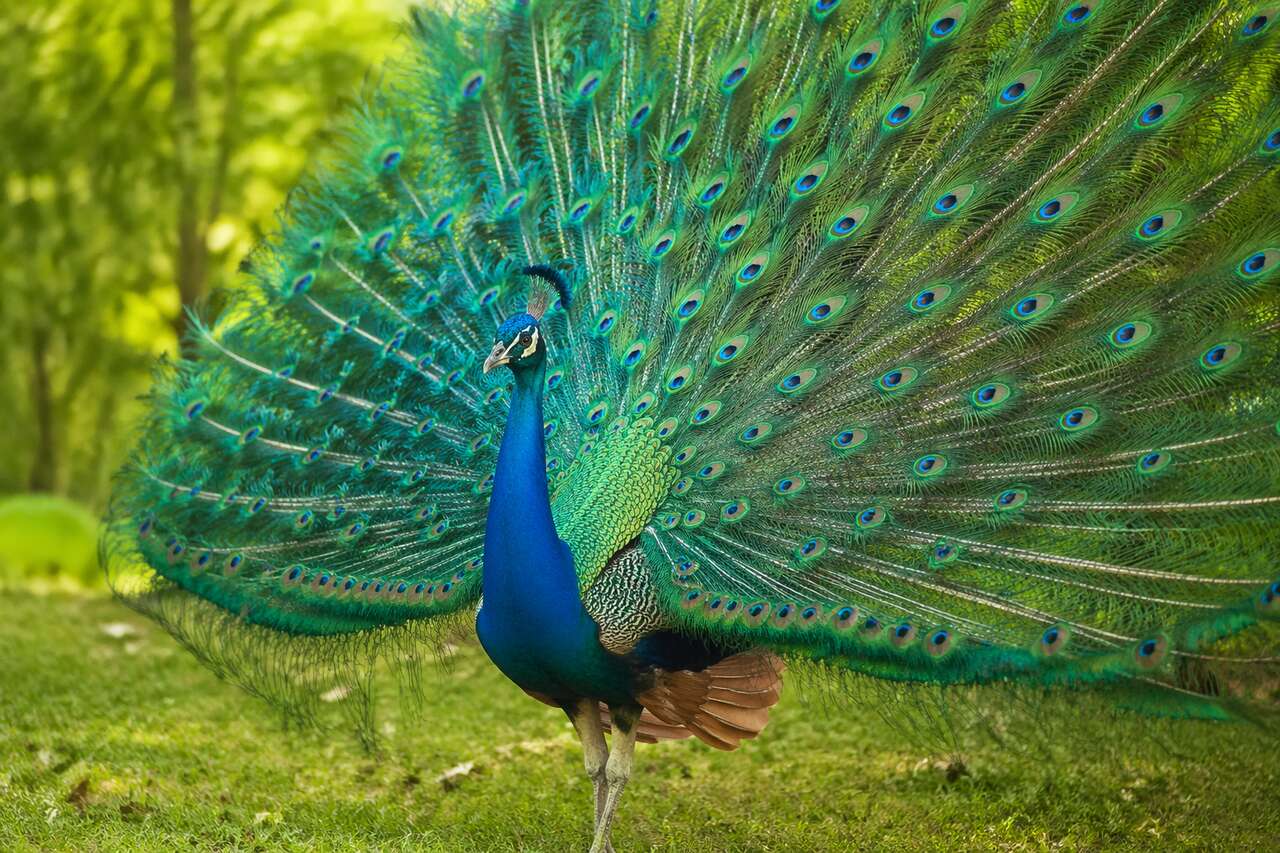 L'image du paon dans les cultures et mythologies