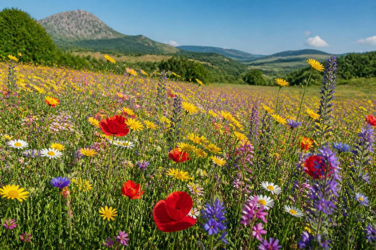 Introduction aux fleurs sauvages Introduction aux fleurs sauvages
